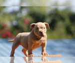 Small Photo #18 American Bully Puppy For Sale in MOUNT OLIVE, AL, USA