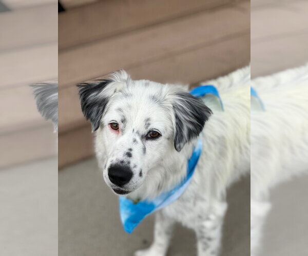 Medium Photo #3 Australian Shepherd-Unknown Mix Puppy For Sale in Sandy, UT, USA