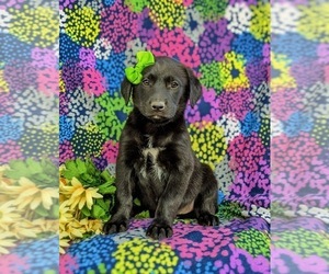 Borador-Labrador Retriever Mix Puppy for sale in OXFORD, PA, USA