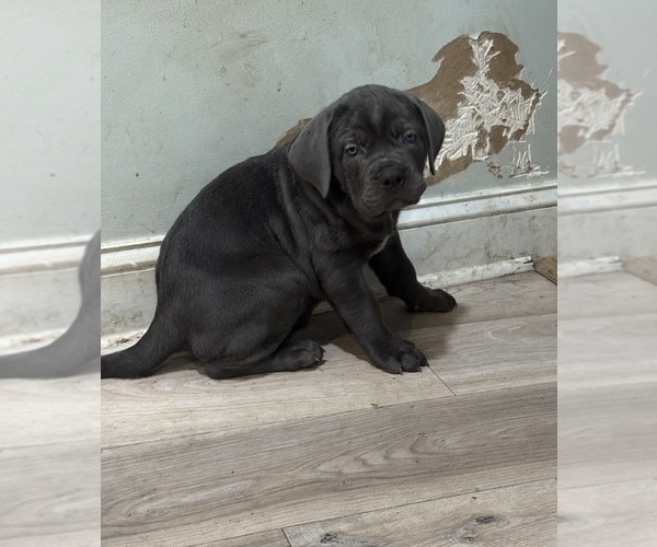 Medium Photo #49 Cane Corso Puppy For Sale in COLONIAL HEIGHTS, VA, USA