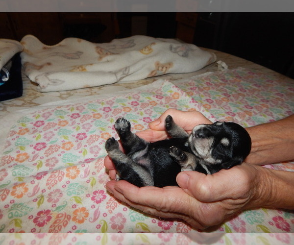 Medium Photo #1 Schnauzer (Miniature) Puppy For Sale in ROCKINGHAM, NC, USA
