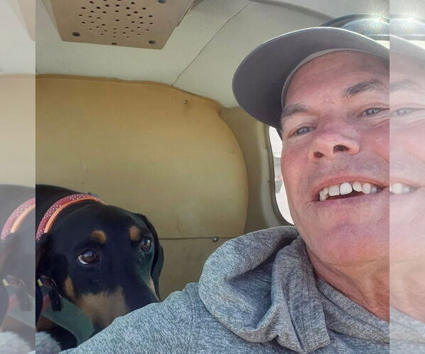 Medium Photo #4 Doberman Pinscher Puppy For Sale in Buffalo, MN, USA