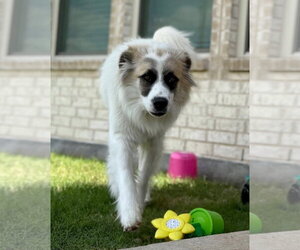 Obi - Male Great Pyrenees-Unknown Mix Dog for Adoption - Photo #6