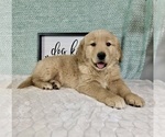 Small #4 Golden Retriever
