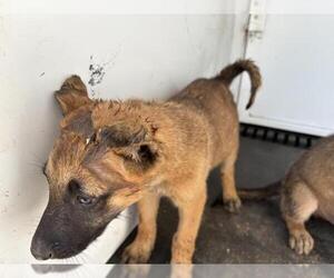 German Shepherd Dog Dogs for adoption in Riverside, CA, USA