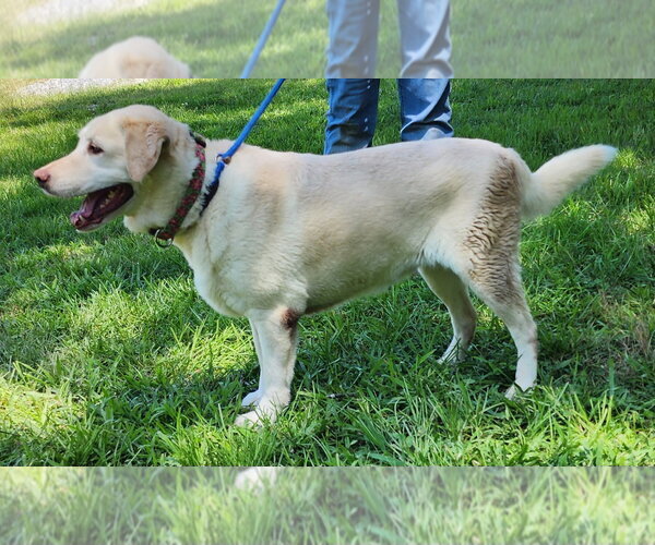 Medium Photo #2 Labrador Retriever-Unknown Mix Puppy For Sale in Wetumpka, AL, USA