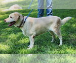 Small #1 Labrador Retriever Mix