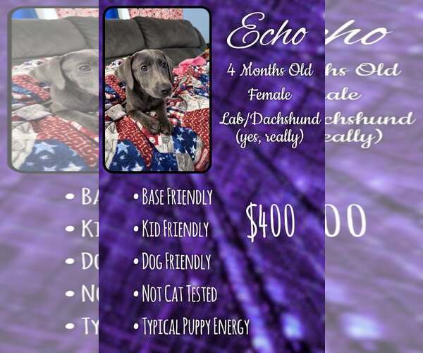 Medium Photo #1 Dachsador Puppy For Sale in Jacksonville, NC, USA