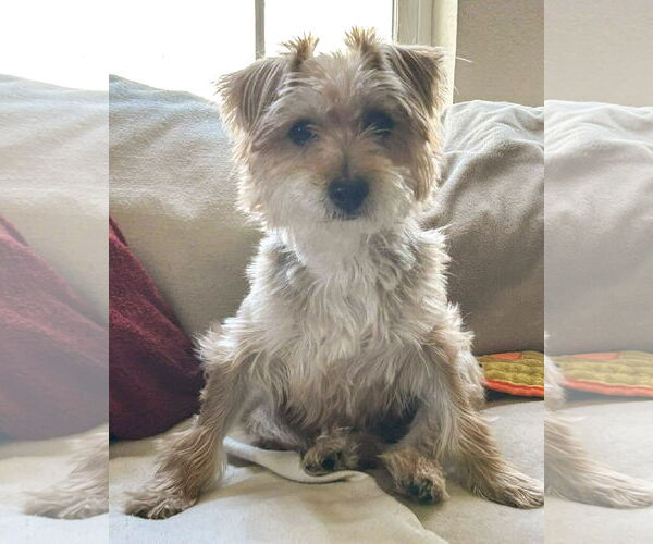 Medium Photo #1 Mutt Puppy For Sale in Corona, CA, USA