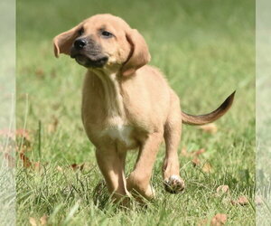 Lainey - Female Australian Shepherd-Beagle Mix Dog for Adoption - Photo #16