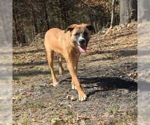 Anatolian Shepherd-Unknown Mix Dogs for adoption in Vail, AZ, USA