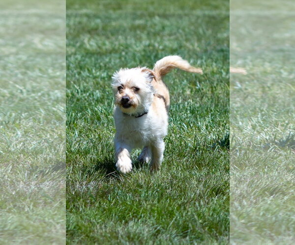 Medium Photo #7 Mutt Puppy For Sale in Cranston, RI, USA