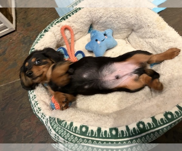 Medium Photo #7 Dachshund Puppy For Sale in WILLIAMSBURG, VA, USA