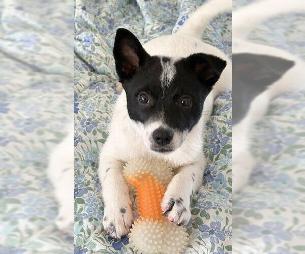 Medium Photo #2 Australian Shepherd-Unknown Mix Puppy For Sale in Genesee, WI, USA
