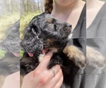 Small Photo #8 Bernedoodle Puppy For Sale in HARROGATE, TN, USA