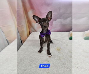 Chihuahua-Unknown Mix Dogs for adoption in Metairie, LA, USA