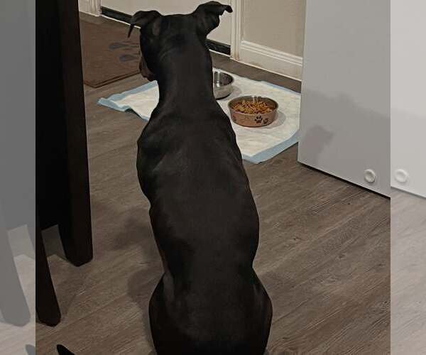 Medium Photo #10 Boxador Puppy For Sale in Houston, TX, USA