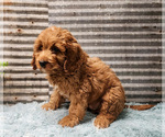 Small Photo #9 Cavapoo (Miniature)-Poodle (Standard) Mix Puppy For Sale in CAPAC, MI, USA