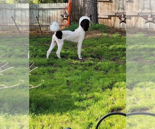 Medium Photo #1 Poodle (Standard) Puppy For Sale in PORT ORANGE, FL, USA
