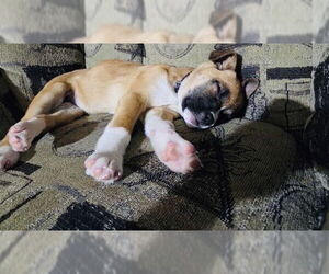 Fumie - Female Shepradors Dog for Adoption - Photo #17