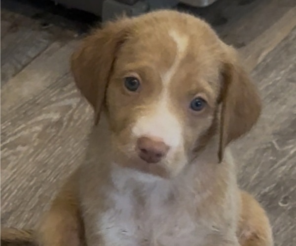 Medium Photo #1 Goldador Doodle Puppy For Sale in HAMPSTEAD, NC, USA