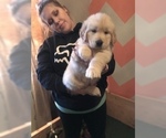 Small Photo #7 Golden Retriever Puppy For Sale in CARSON CITY, NV, USA