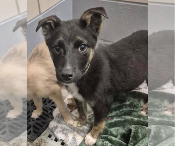 Medium Photo #2 German Shepherd Dog-Unknown Mix Puppy For Sale in Lakewood, CO, USA