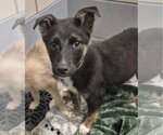 Small #1 German Shepherd Dog Mix