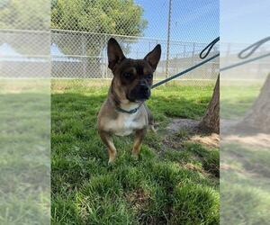 Chihuahua-Unknown Mix Dogs for adoption in Modesto, CA, USA