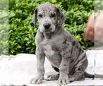 Small #4 Great Dane