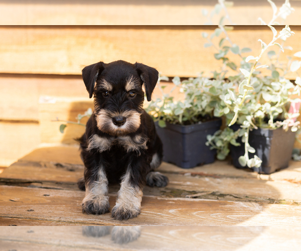 Medium Photo #1 Schnauzer (Miniature) Puppy For Sale in NAPPANEE, IN, USA