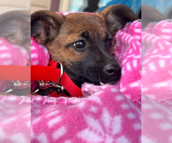 Medium Photo #6 Rat-Cha Puppy For Sale in Grafton, WI, USA