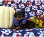 Small Photo #9 YorkiePoo Puppy For Sale in KIRKWOOD, PA, USA
