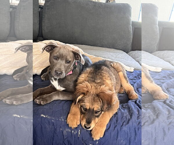 Medium Photo #1 American Pit Bull Terrier-Labrador Retriever Mix Puppy For Sale in Polson, MT, USA