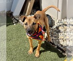 Small #2 Black Mouth Cur Mix