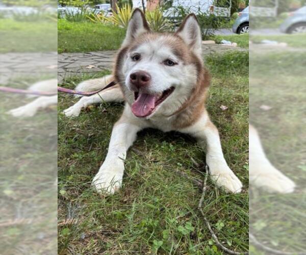 Medium Photo #1 Siberian Husky Puppy For Sale in Derwood, MD, USA