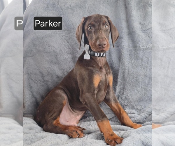 Medium Photo #5 Doberman Pinscher Puppy For Sale in POMEROY, OH, USA