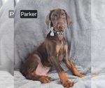 Small #4 Doberman Pinscher