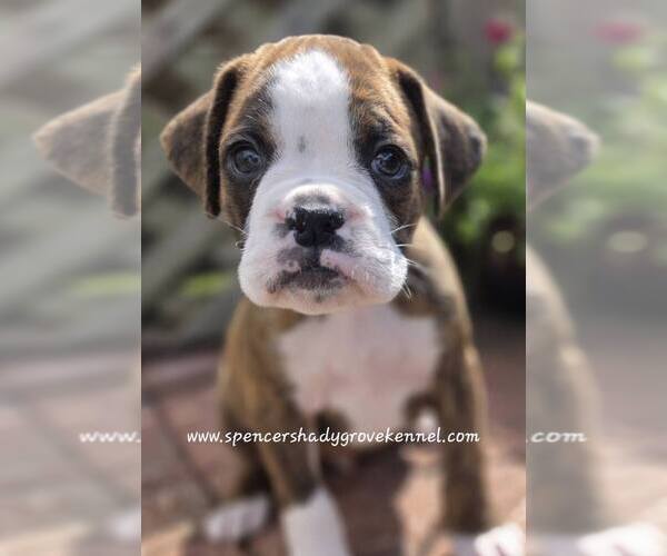 Medium Photo #3 Boxer Puppy For Sale in CABOOL, MO, USA
