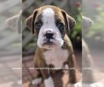 Small #2 Boxer