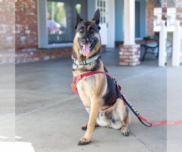 Medium Photo #8 German Shepherd Dog-Unknown Mix Puppy For Sale in San Jose, CA, USA