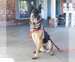 Milo - Male German Shepherd Dog-Unknown Mix Dog for Adoption - Photo #8