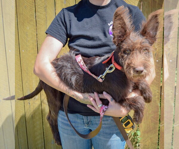 Medium Photo #2 Mutt Puppy For Sale in Huntley, IL, USA
