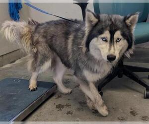 Siberian Husky Dogs for adoption in Camarillo, CA, USA