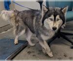 Small Siberian Husky
