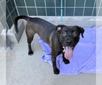 Small #2 American Pit Bull Terrier Mix