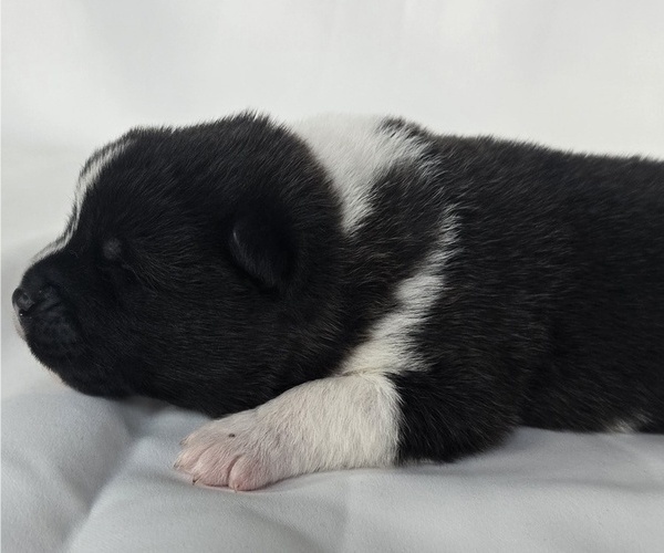 Medium Photo #6 Akita Puppy For Sale in STRAFFORD, MO, USA