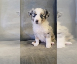 Australian Shepherd Puppy for sale in INDIANAPOLIS, IN, USA