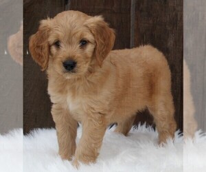 Goldendoodle (Miniature) Puppy for sale in FREDERICKSBURG, OH, USA