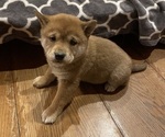 Puppy Cocoa Shiba Inu